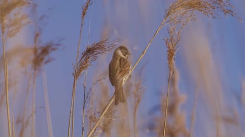 Weight of Reed Bunting (Emberiza schoeniclus) passerine bird makes reed bend over