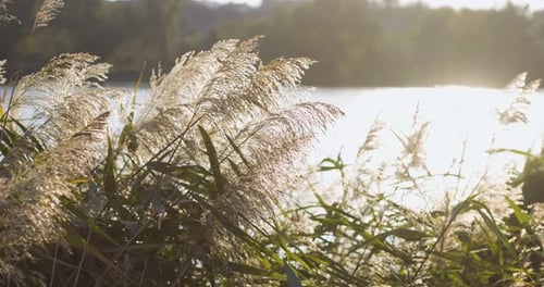 Sunlit reeds sway gently by the edge of a calm lake, their golden hues contrasting