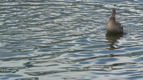 Duck and drake swim in the pond looking for food. Duck pond with water birds. Flock of ducks
