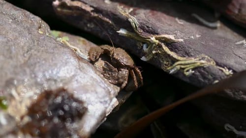 Small Crab Crawling Under A Rock