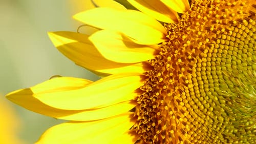 Bright Sunflower with Pollinating Bee in Summer Close-up