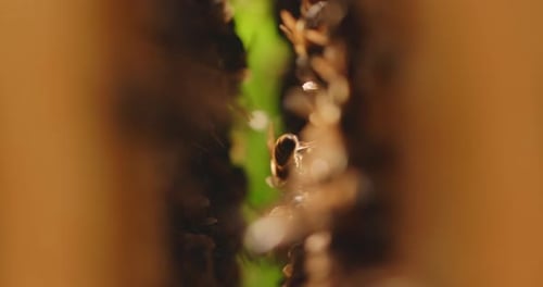 Bees in an Open Hive