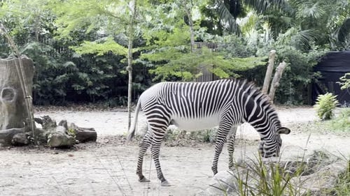 Cinematic wildlife tracking shot of an adult grevy's zebra, equus grevyi eating grass feeds at Singa