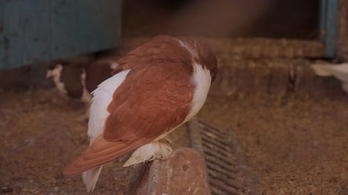 Close up of a Brown and White Pigeon