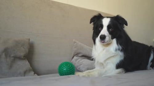Dog Resting on Couch with Ball