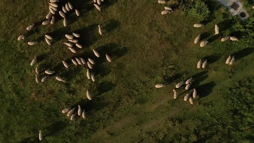 Aerial view of hundreds of white sheep grazing on a meadow with the shepherd walking by with a dog