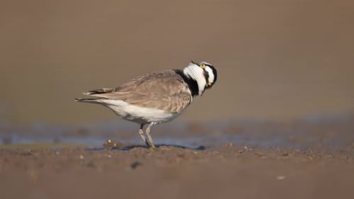 The little ringed plover (Charadrius dubius) Hunting Insects in wetland