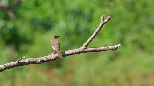 Brown Shrike perched on a bare branch seen from its back fighting the wind while facing right then i