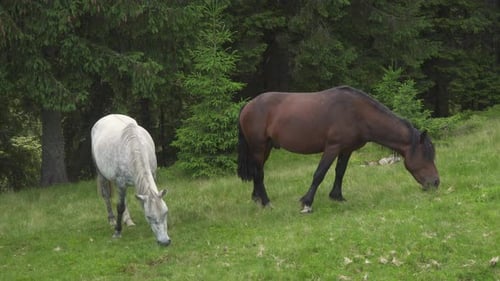 Pferde ernähren sich von Gras auf der Hochlandweide