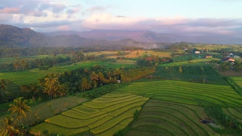 Beautiful morning view indonesia Panorama Landscape paddy fields with beauty color and sky natural