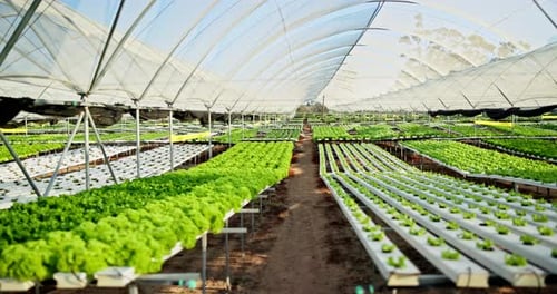 Leafy Greens Growing in Modern Greenhouse