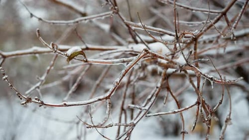 Intricate Ice Patterns on Frosted Tree Branch