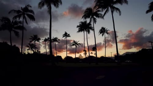 Dramatisch Luftaufnahme von Palmen bei Sonnenuntergang, Sonnenaufgang, Drohne, die durch die Stämme fliegt. Szenisch n