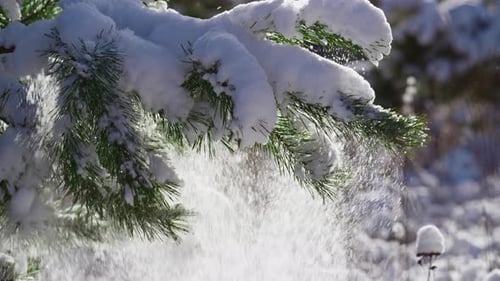 Weißer Schnee bedeckt Fichtenzweig bei Wintersonnenlicht Nahaufnahme