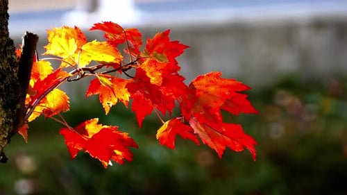 Lebendige Herbst-Ahornblätter, die sich im Wind wiegen