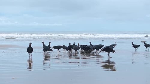 Black Vultures Feeding on the Shoreline in Beautiful Costa Rica
