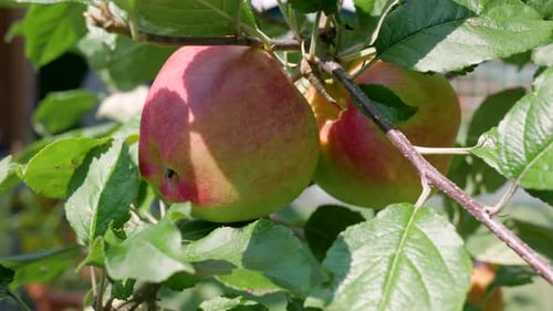 Ripe Apples Hanging on a Tree Branch