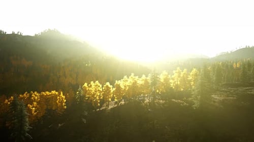 Autumn Mountain Forest with Golden Sunlight Pan