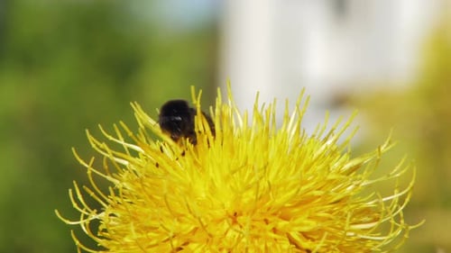 A macro close up shot of a bumble bee on a yellow flower searching for food.