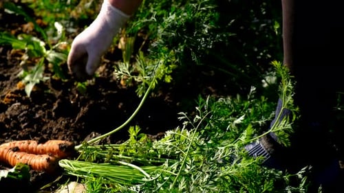 Farmer Harvests Carrots Growing in the Garden Selective Focus