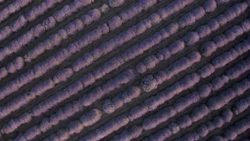 Drone flight above blossoming lavender field.