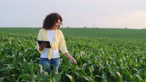 In the middle of a corn agricultural field, woman is holding digital tablet and doing quality contro