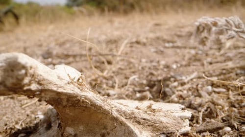 The white bone of an animal in a semi-desert lie under the sun. Dolly slider extreme close-up.