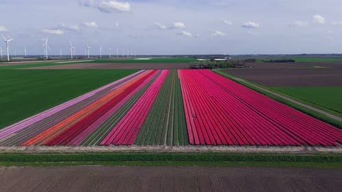 Pink Paradise: Aerial Shot of Tulip-Adorned Flower Bulb Fields in the Netherlands