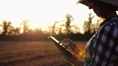 Female Agronomist Using Digital Tablet at Wheat Meadow at Dusk Farmer Monitoring Harvest at Barley