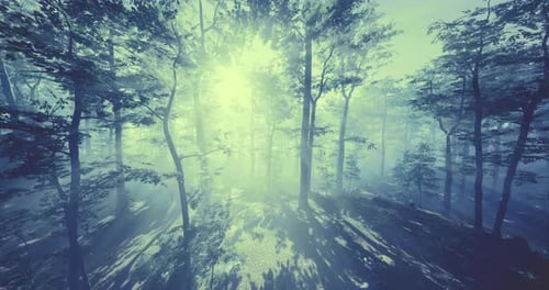Misty Forest with Sunlight Filtering Through Trees at Dawn in Nature