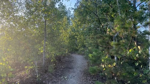Walk Along The Path Among The Birches