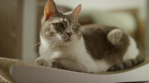 Contented Cat Lounging in a Sunny Room