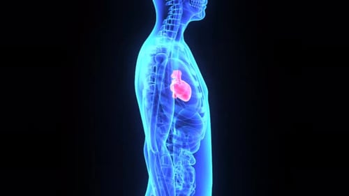 Human anatomy showing the glowing red heart organ