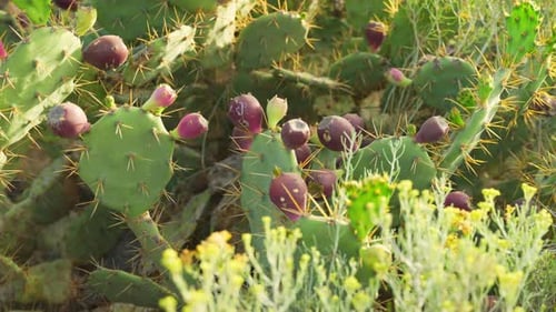 Campo de cactus. Tuna (Opuntia phaeacantha
) con frutos maduros de color púrpura.