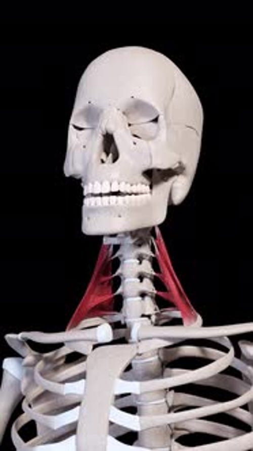 Scalene Muscle Movement Front View Vertical Video