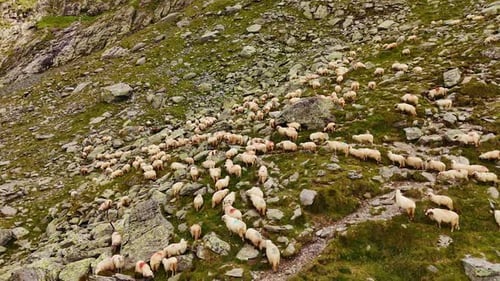 Flock of sheep grazing on rocky hillside.