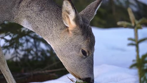 Roe deer in a snowy forest. Capreolus capreolus. Wild roe deer in winter nature.