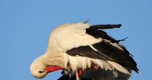 Weißstorch reinigt sein Gefieder. Die Camargue, Südfrankreich