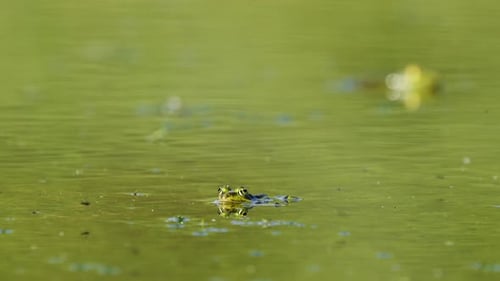 A close-up shot of a frog popped up its head above the water surface. Blurry background