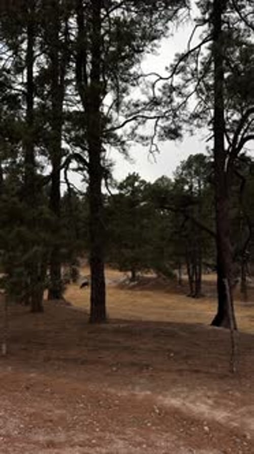 Trees in a Forest Setting, Portrait Orientation