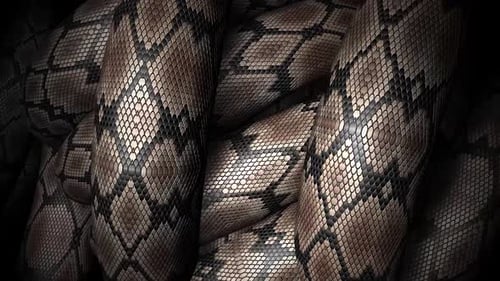 Gros plan de motifs complexes en peau de serpent