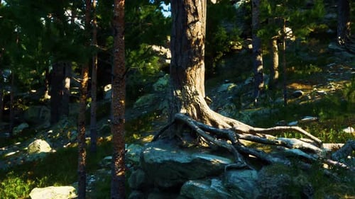 Looping Animated Forest Scene with Sunlight and Tree Roots