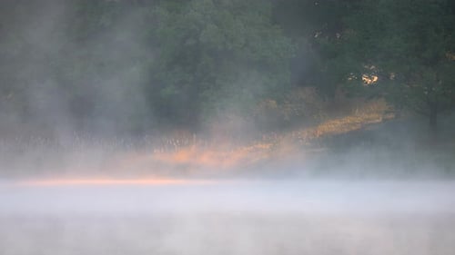 beam of light through the forest with heavy thick fog in the background