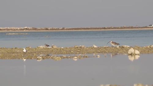 Birds searching for fish in water