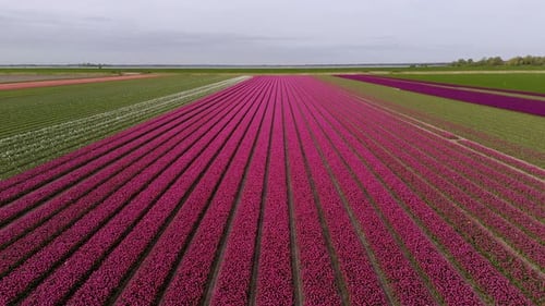 Pink Paradise: Aerial Shot of Tulip-Adorned Flower Bulb Fields in the Netherlands