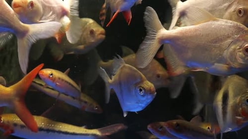 Wide shot of a fish tank filled with a variety of fresh water fish, aquarium trade