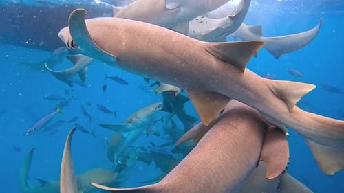 Sharks Swim Together in the Clear Waters of the Maldives Showcasing a Dynamic Underwater Scene Rich