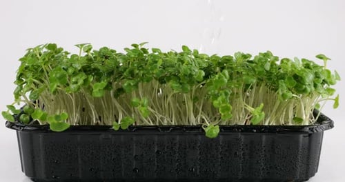 Watering microgreens mustard plant seedling of water. Slow motion. The microgreen in plastic trays.