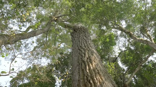 Endangered South American native aspidosperma polyneuron trees, Misiones Forest