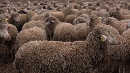 Large Flock of Sheep Grazing in Field